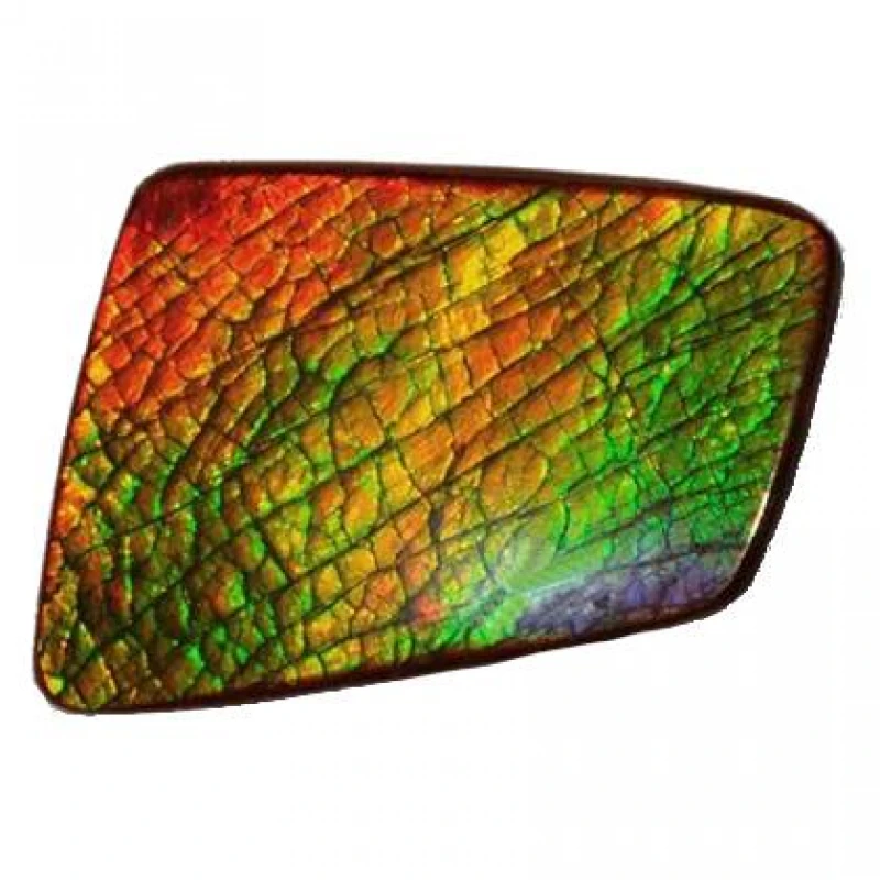 Ammolite